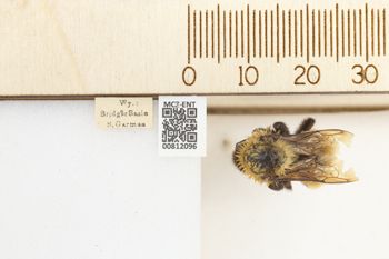 Media type: image;   Entomology 812096 Aspect: labels